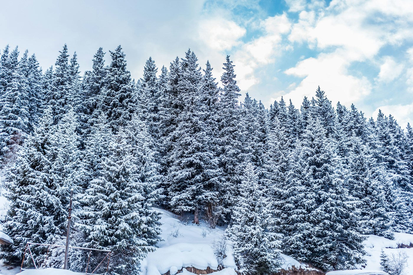 Snow-covered forest and mountains in Karakol